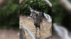 Wildlife agents are trying to save Hollywood Hills deer with bone stuck in her mouth